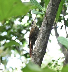 Xiphorhynchus flavigaster