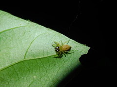Colyttus
