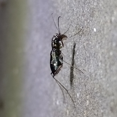 Odontocheila