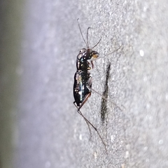 Odontocheila