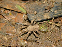 Cryptothele sundaica