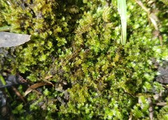 Ptychomnion aciculare