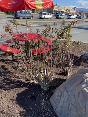 Photinia × fraseri
