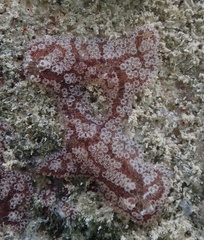 Distaplia bermudensis