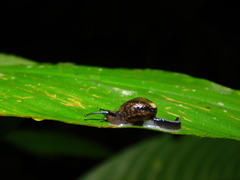 Ovachlamys fulgens