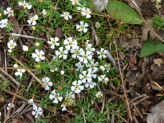 Pyxidanthera barbulata
