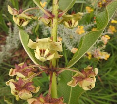 Pachycarpus asperifolius
