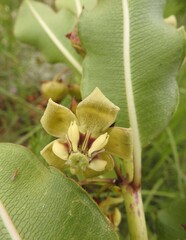 Pachycarpus asperifolius