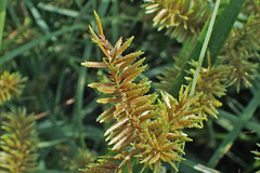 Cyperus erythrorhizos