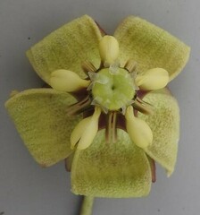 Pachycarpus asperifolius