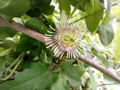 Passiflora bryonioides