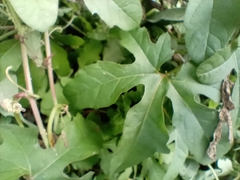 Passiflora bryonioides