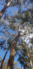 Eucalyptus polyanthemos