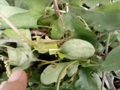Passiflora bryonioides