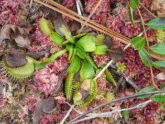 Dionaea muscipula