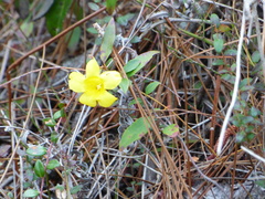 Gelsemium sempervirens