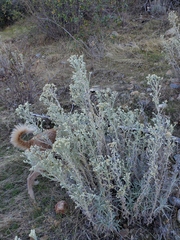 Pseudognaphalium beneolens