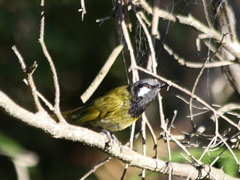 Nesoptilotis leucotis
