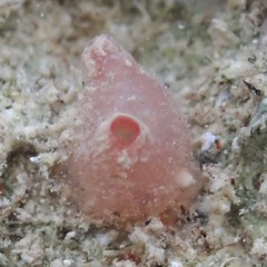 Styelidae
