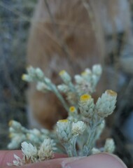 Pseudognaphalium beneolens