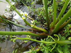 Sagittaria montevidensis