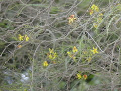 Parkinsonia aculeata