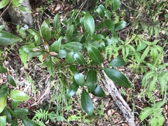 Cinnamomum doederleinii