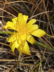 Agoseris glauca