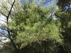 Pinus luchuensis