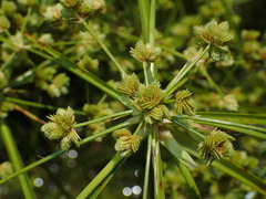 Cyperus pseudovegetus