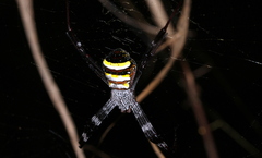 Argiope aetherea