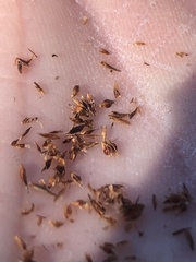 Rhynchospora capitellata