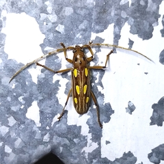 Eburodacrys truncata