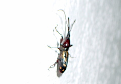 Ectocemus decemmaculatus