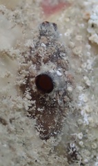 Stolidobranchia