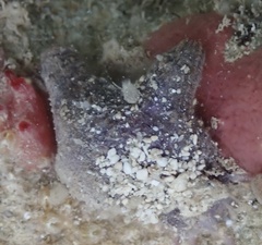 Styelidae