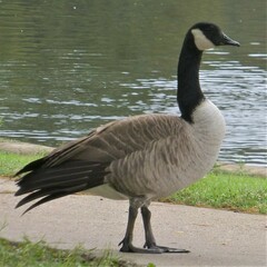 Branta canadensis
