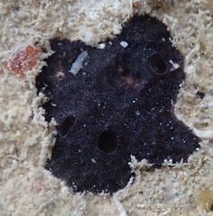 Chelonaplysilla americana
