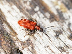 Lemodes coccinea