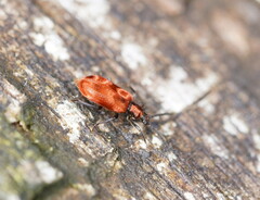 Lemodes coccinea