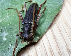 Phlyctaenodes pustulosa