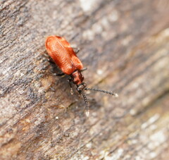 Lemodes coccinea