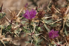 Centaurea calcitrapa