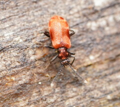 Lemodes coccinea