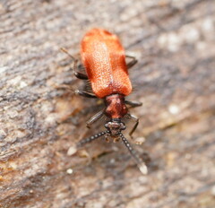 Lemodes coccinea