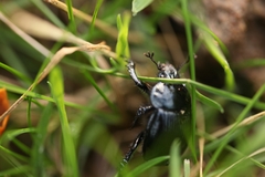 Typhaeus typhoeus
