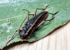 Phlyctaenodes pustulosa