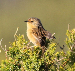 Stipiturus malachurus