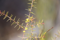 Acacia neobrachycarpa