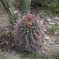 Ferocactus recurvus